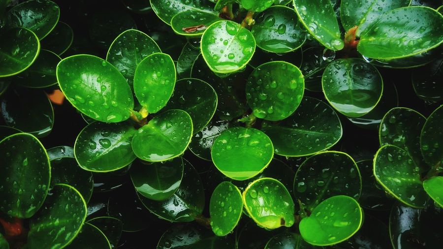 Full frame shot of water drops on leaves