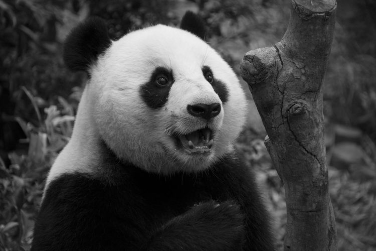 Close-up of giant panda in zoo