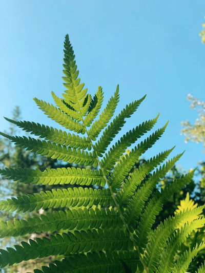 plant