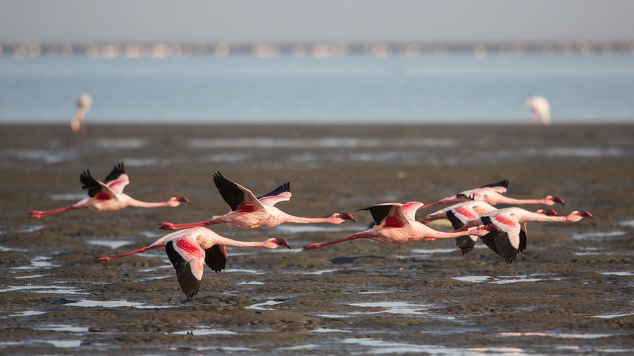 Flamingoes flying over beach
