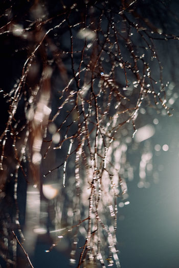 Close-up of raindrops on tree branches