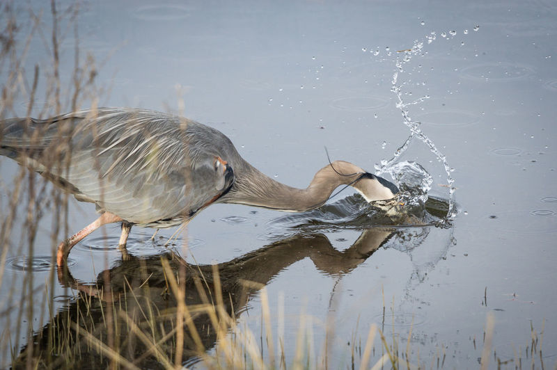 Side view of gray heron in lake