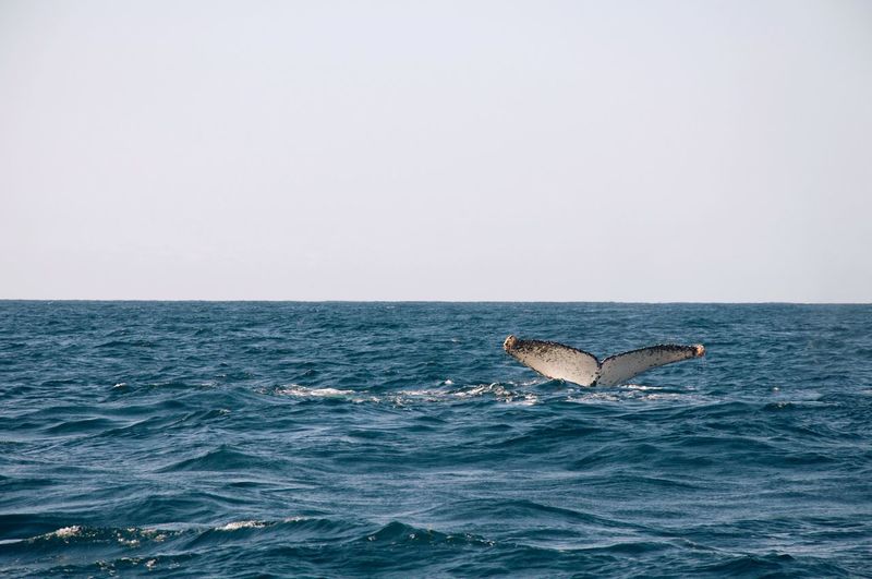 Scenic view of whale swimming in ocean