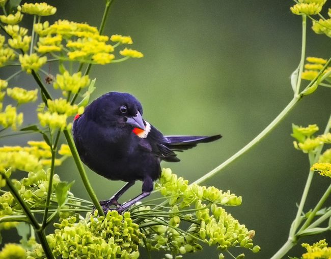High angle view of bird perching on flower