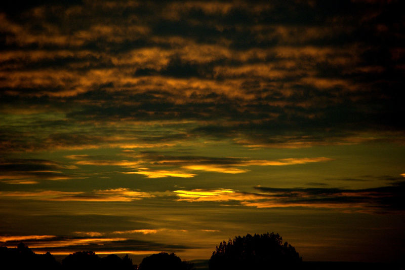 Silhouette trees against sky at sunset