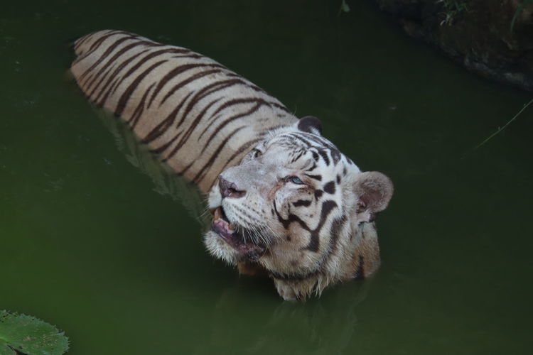 Closeup portrait shot of a white siberian tiger swimming. - image