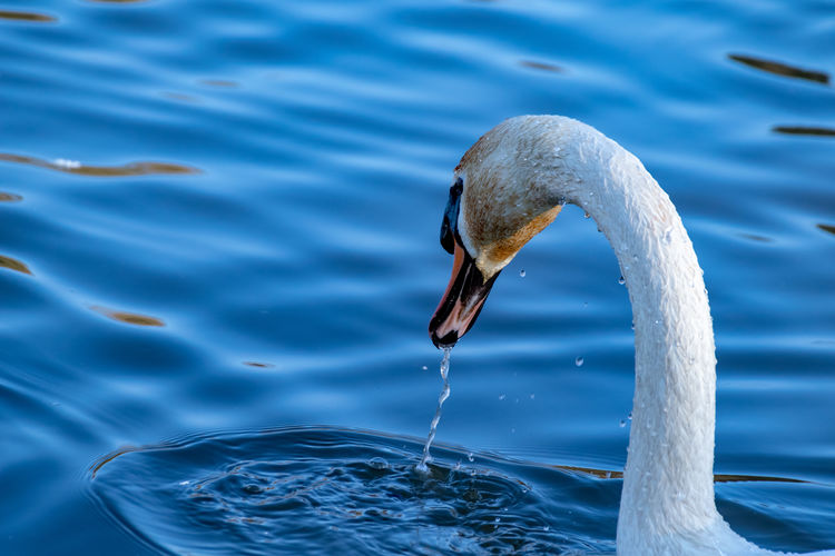 Looking behind the long neck of white mute swan with water dripping from beak