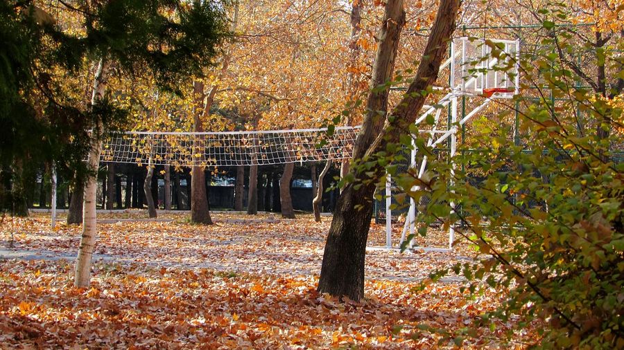 Autumn trees on playing field