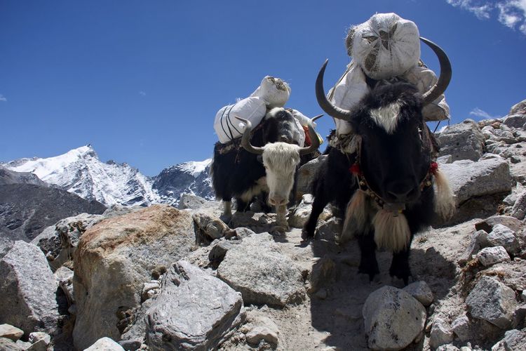 Low angle view of yaks carrying luggage while walking on rocks against sky