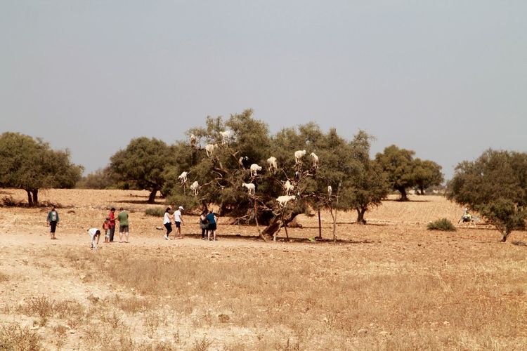 Goats climbing on argan tree at field against clear sky