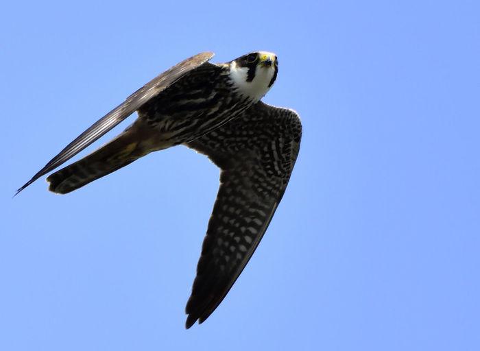Low angle view of bird flying against clear sky