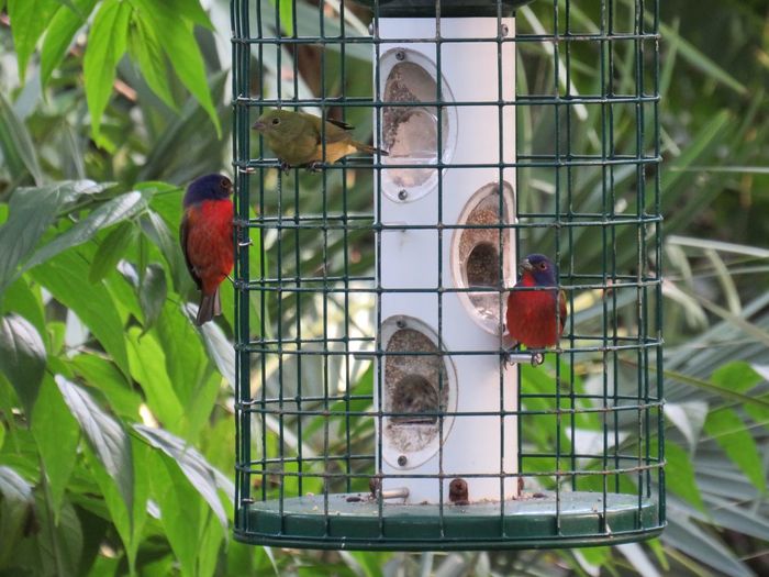 Close-up of painted buntings perching on a feeder