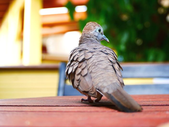 Close-up of a bird perching on wooden table