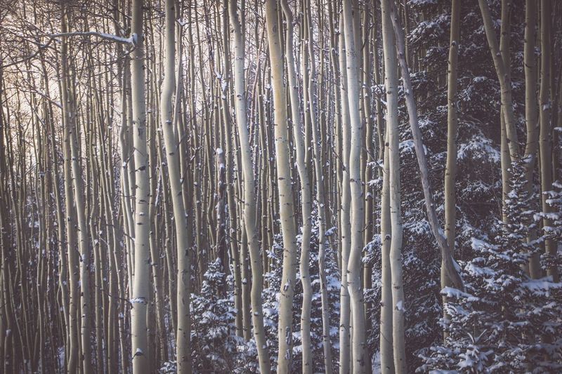 Full frame shot of tree trunk in winter