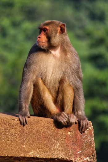 Big alpha monkey sitting on the wall and guarding its territory