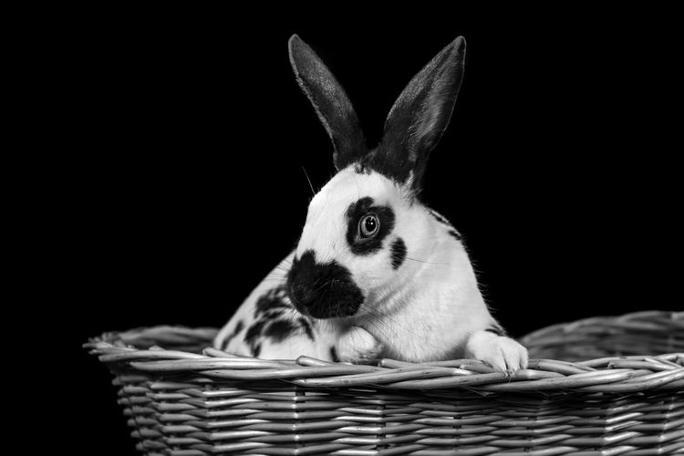 Black and white rabbit against a black studio background