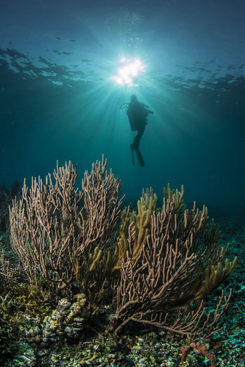 Scuba diver swimming above coral