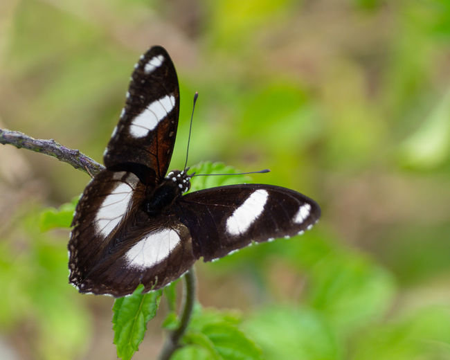 Close-up of butterfly on flower