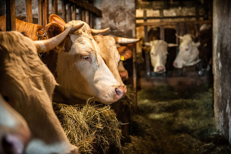 Close-up portrait of cows