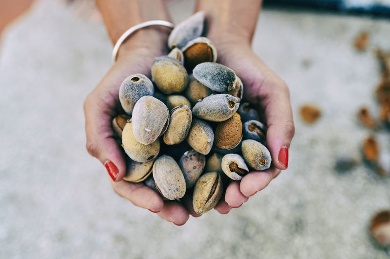 Hands of woman holding pile of almonds