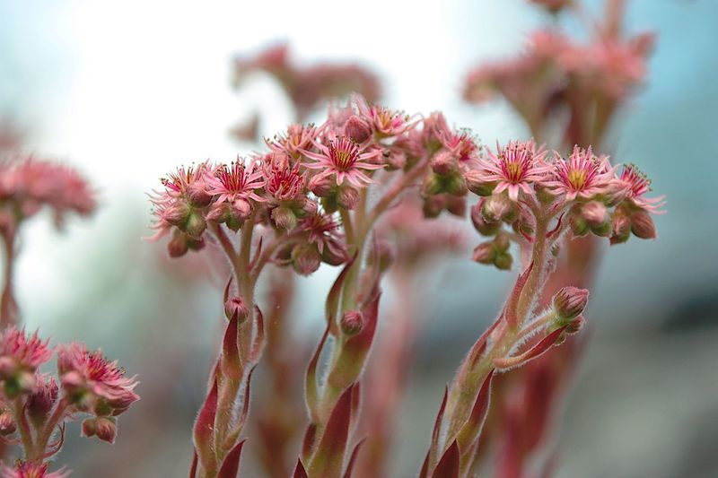 Close-up of flowering leek