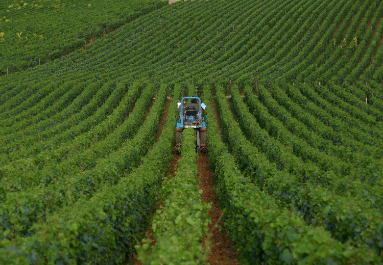 Rear view of farmer driving tractor on vineyard