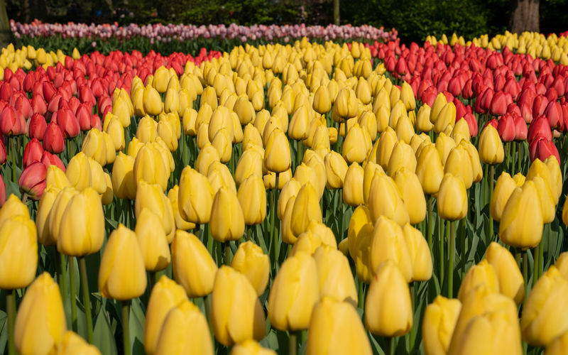 Yellow tulips in park