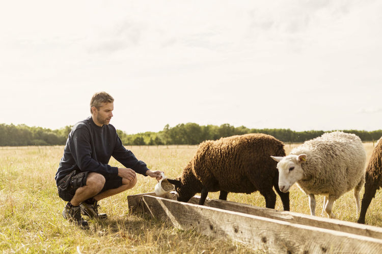 Farmer crouching while feeding sheep at farm