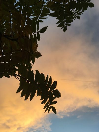 Low angle view of tree branch against sky during sunset