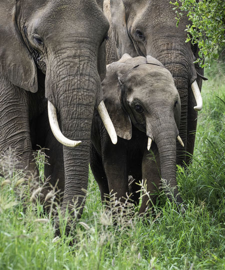 Elephants walking on grassy land in forest