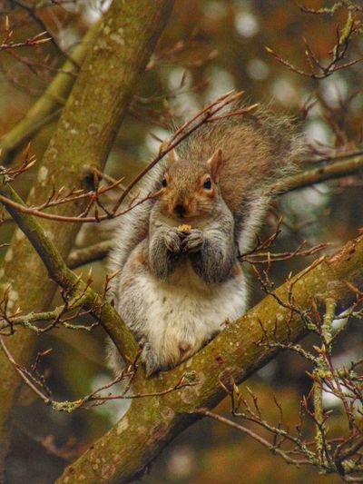 Squirrel on tree eating a nut 