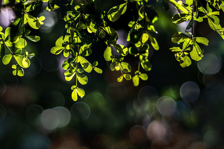 Defocused image of plants