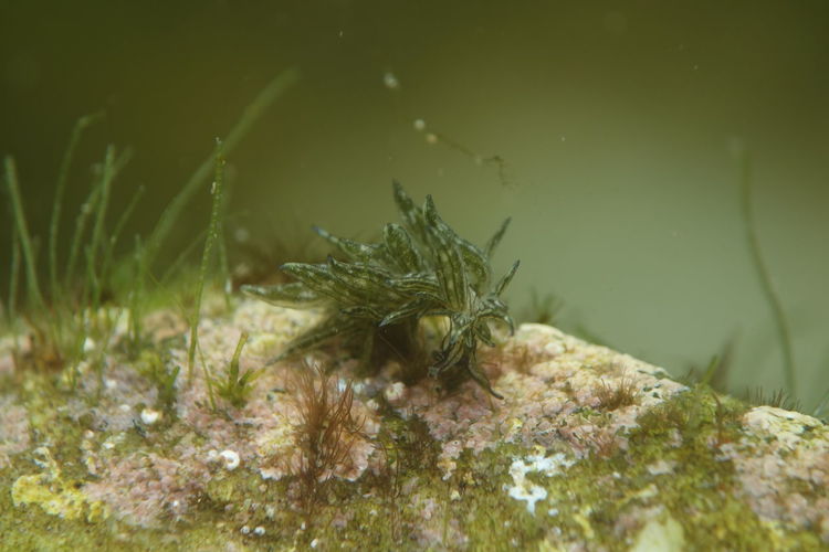Solar powered underwater slug sacoglossa aplysiopsis