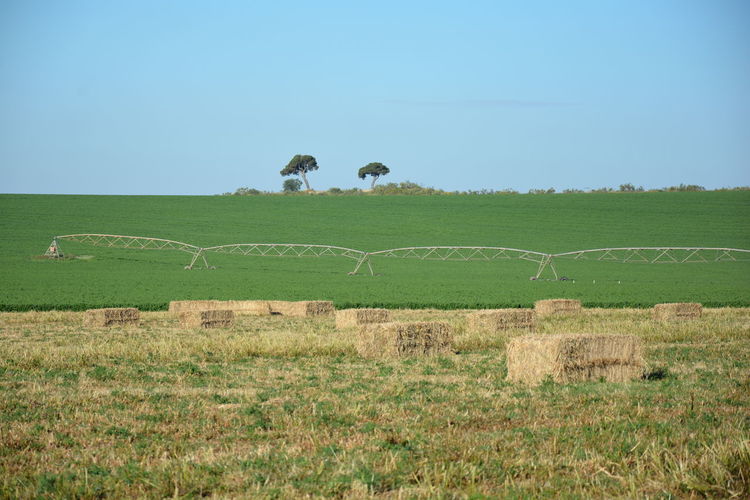 Scenic view of agricultural field against clear blue sky and bale