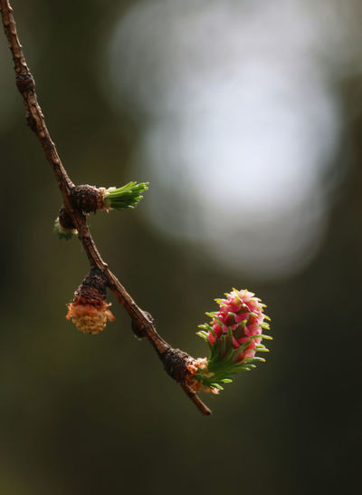 Close-up of plant