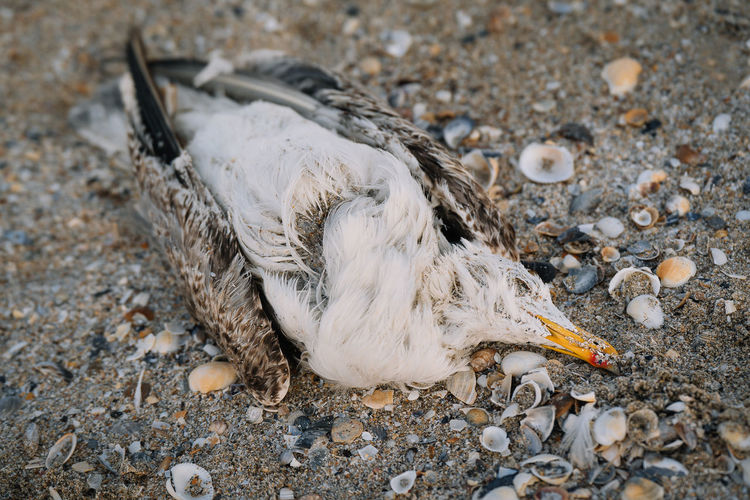 High angle view of dead seagull bird on beach