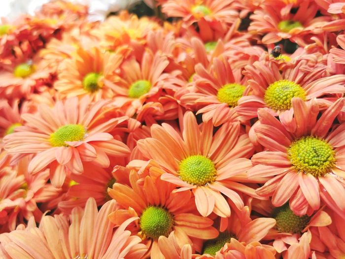 Close-up of orange daisy flowers
