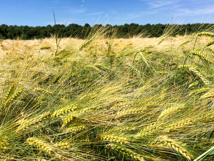 Close-up of wheat field against clear sky