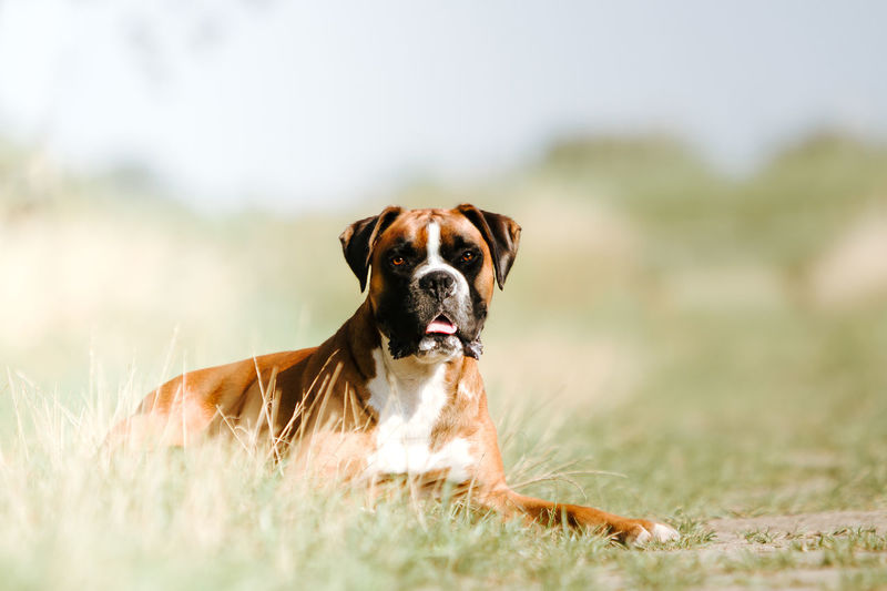 Portrait of dog sitting on grassy field
