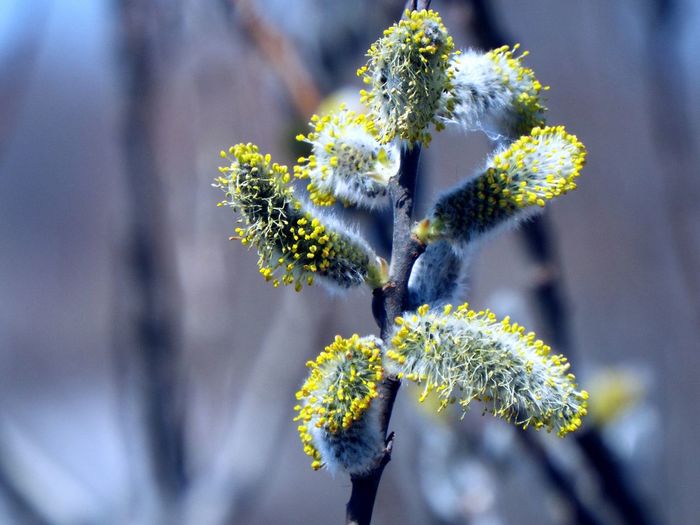 Close-up of pussy willow