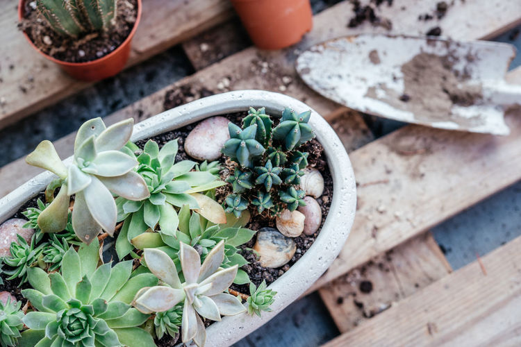 Repotting succulents and cactuses at home, tools, pots and watering can