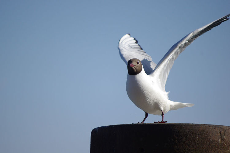 Low angle view of seagull against clear sky