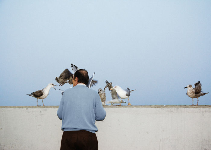 Rear view of man feeding seagulls against sky