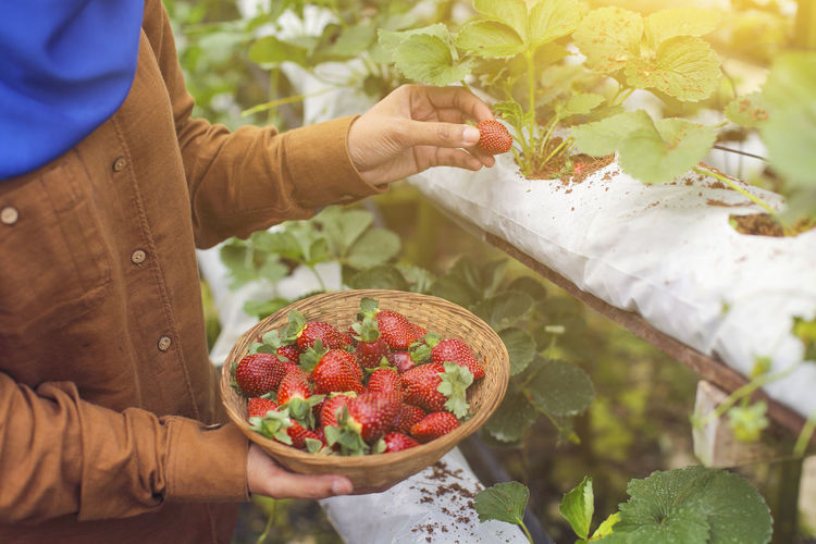 Midsection of woman holding strawberry