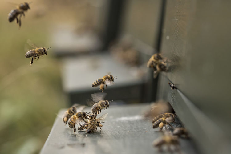 Close-up of honey bees outdoors