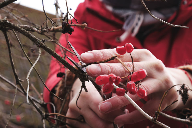 A woman in a red jacket collects red viburnum berries in a basket