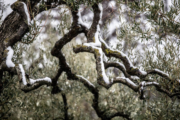 Close-up of tree branch in winter