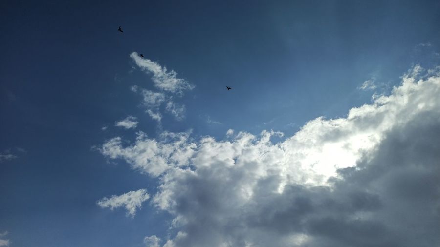 Low angle view of birds flying in sky