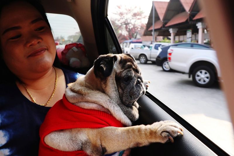 Close-up of woman traveling with dog in car