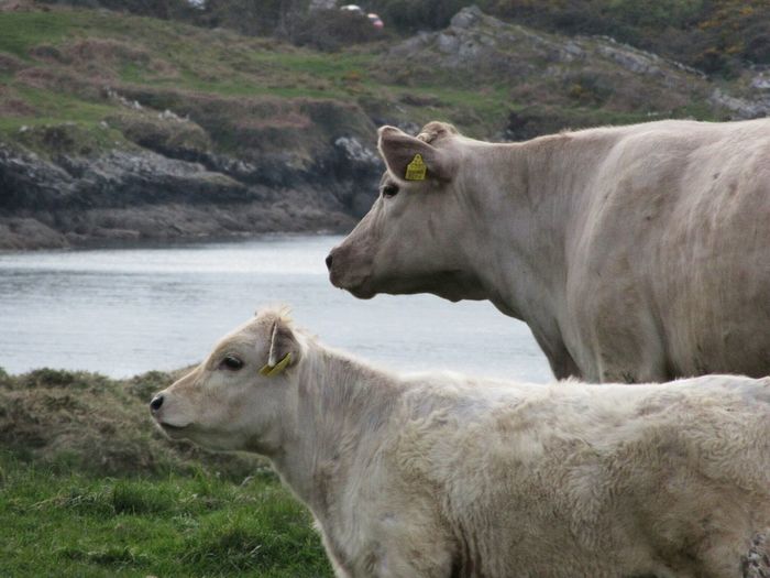 Side view of cow and calf